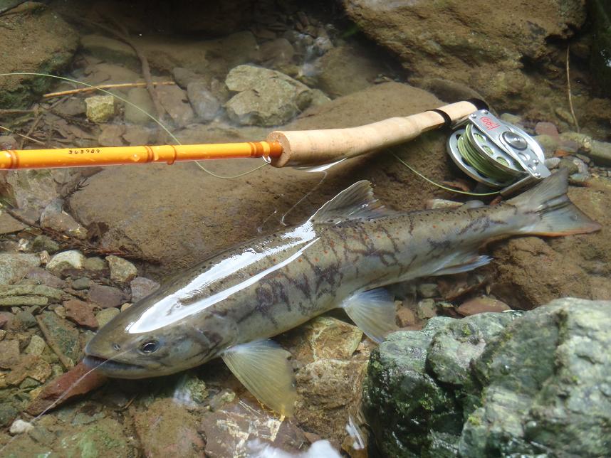 那賀川de尺アマゴ釣れてしまった 右脳釣り師の独り言